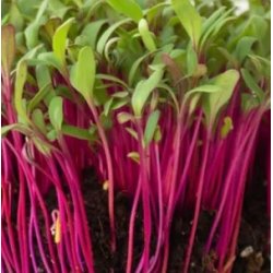 R�dbedespirer pakke