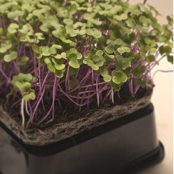 Gr�nk�l spirer pakke