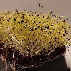 Hvidl�gsspirer pakke