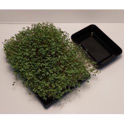 Broccoli Calabrese spirer pakke