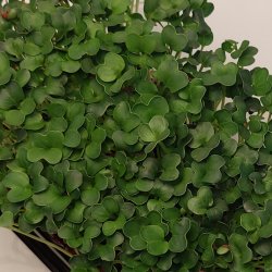 Radise Gr�n "st�rk" fr� 