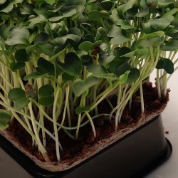 Radisespirer Gr�n pakke