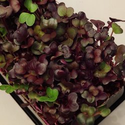 Radisespirer R�d pakke