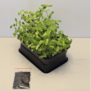 Solsikkespirer fr�