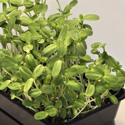 Solsikkespirer fr�