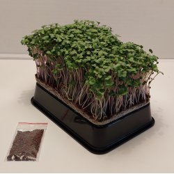 Broccoli Calabrese fr� 