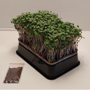 Broccoli Calabrese fr 