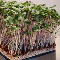 Broccoli Calabrese spirer pakke