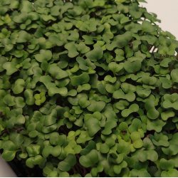 Broccoli Calabrese spirer pakke