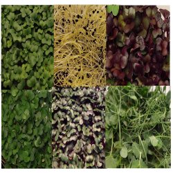 Smagsprve pakke (10 stk)